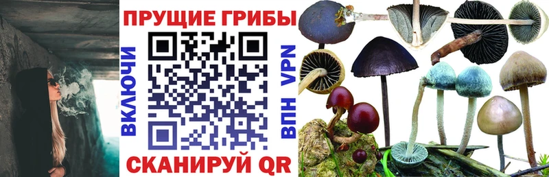 Галлюциногенные грибы Psilocybe  купить наркотик  Губкин 