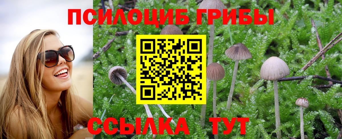 Псилоцибиновые грибы Psilocybine cubensis Губкин